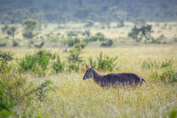 Common Waterbuck in green savannah backlit in Kruger National park, South Africa ; Specie Kobus ellipsiprymnus family of Bovidae