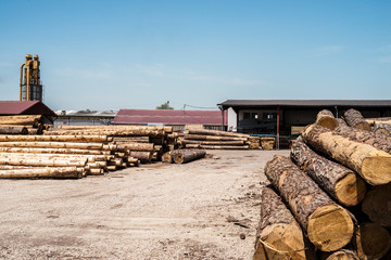 Sawmill factory for wood processing. Tree trunks ready to be cut into the planks.