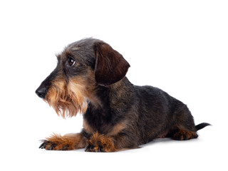 Sweet senior boar mini wirehair Dachshund dog, laying down side ways. Looking side ways. Isolated on white background.