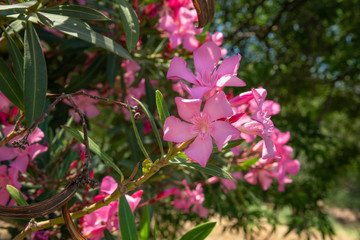 The pink oleanders is by the shore near the sea. The concept of tourism and recreation. Background