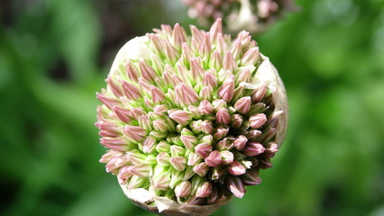 Allium, Zierlauch von der Knospe zur Bl&uuml;te