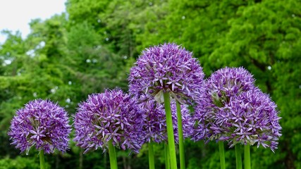Allium, Zierlauch von der Knospe zur Blüte