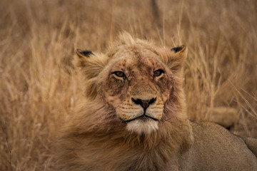 Head of the Pride