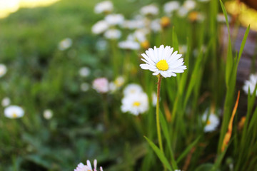 Beautiful White Flower with green background
