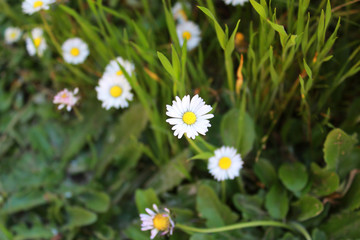 Beautiful White Flower with green background