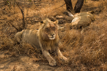 Lions and Brothers