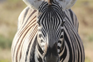 Naklejka premium Zebra