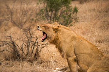 The Roaring Lion
