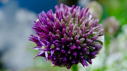 Allium, Zierlauch von der Knospe zur Blüte
