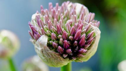 Allium, Zierlauch von der Knospe zur Blüte