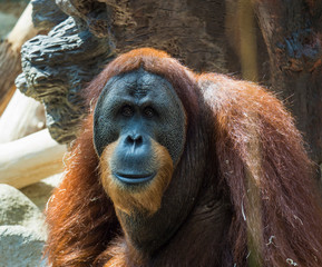 Portrait of male Sumatran orangutan, Pongo abelii sad looking, frot view. Sumatran orangutan is...