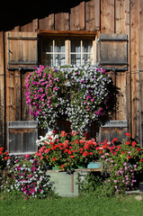 Blumenfenster in den Alpen