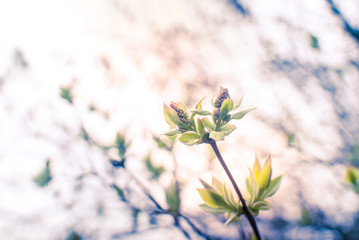 Spring green leaves on the branch. Selective focus