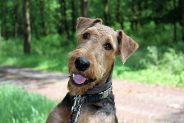 airdale terrier