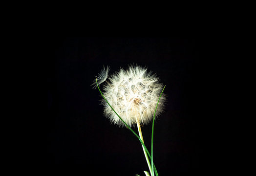 Black background with white dandelions inflorescence. Concept for festive background or for project.