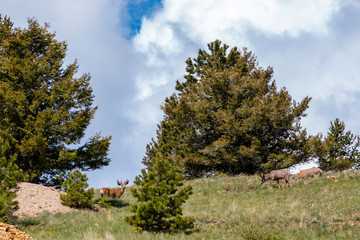 Herd of Mule Deer on the Ridge