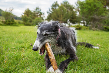 Portrait of a black greyhound biting a stick in the meadow