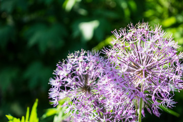 Close up photo of allium with dark green blured background.