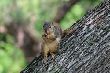 Squirrel eating a pecan nut