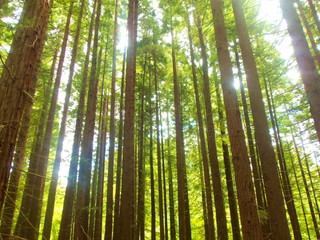 Fototapeta na wymiar Tall redwoods forest in Cantabria, Spain
