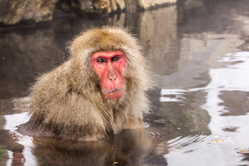 japanese macaque warms up in hot water