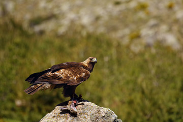 The golden eagle (Aquila chrysaetos) sitting on the rock. Male golden eagle in the Spanish mountains.
