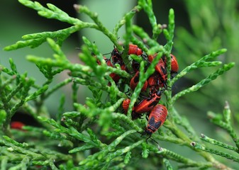 Red garden bugs (Pyrrhocoris apterus) on green juniper branches.