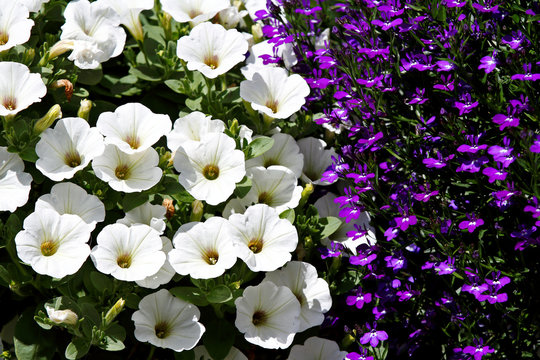 Blue Trailing Lobelia Sapphire and white Petunia hybrida  in summer garden