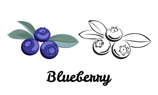 Blueberry icon set isolated on white background. Flat illustration of berry with a green leaf. Color and black and white contour image. Vector outline and silhouette.