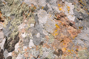 Old large textured natural stone, covered with various mosses and plants.
