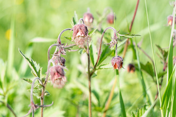 Flowers grow in the forest, in the meadow, on a bright sunny day, beautiful in the afternoon
