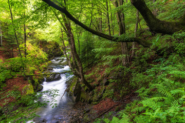 Fototapeta na wymiar Mountain river flowing through the green forest