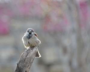 Sparrow sits on an old wooden beam, basking in the sun, vigilantly peering into the distance against a pinkish background.