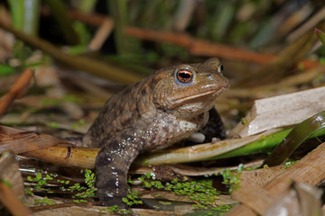 Common Toad (Bufo bufo) in breeding pond 