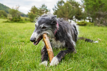 Obraz na płótnie Canvas Portrait of a black greyhound biting a stick in the meadow