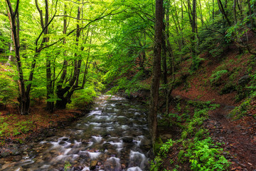 Obraz premium Mountain river flowing through the green forest
