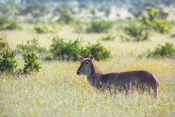 Common Waterbuck in green savannah backlit in Kruger National park, South Africa ; Specie Kobus ellipsiprymnus family of Bovidae