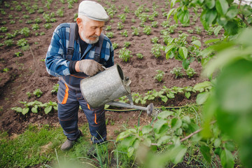 Senior elderly man with gray beard is pouring watering can in vegetable garden of plant