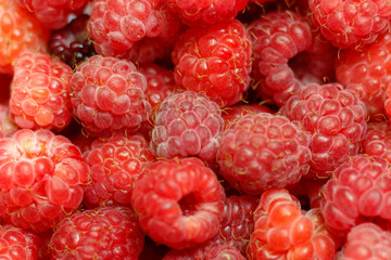 Heap of sweet red raspberries close up for bckground