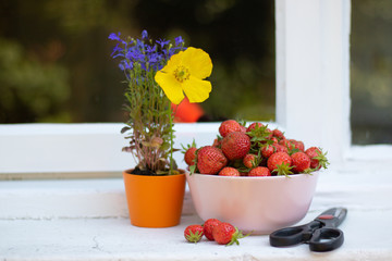 View of Old Windowsill Outside with Bowl of Fresh Ripe Strawberries, Garden Tool and Pot with Colorful Flowers. Gardening and Quintessential Summer Seasonal Treat. 