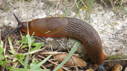 Closeup of slug