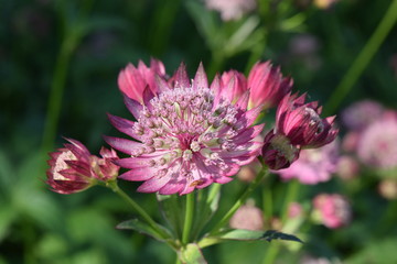 Pink Masterwort Flowers 