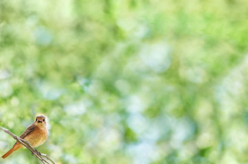 Summer natural background with a female Redstart bird sitting on a branch and holds insects in its beak. Bokeh and selective focus. Plenty of space for text.