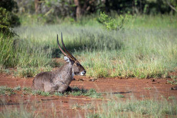 Common Waterbuck male lying down in Kruger National park, South Africa ; Specie Kobus ellipsiprymnus family of Bovidae