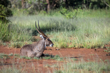 Common Waterbuck male lying down in Kruger National park, South Africa ; Specie Kobus...