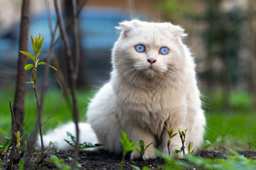 Naklejka na ściany i meble White stray cat with long hair and unnaturally blue eyes