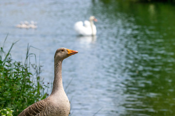 Greylag geese (anser anser) with offspring
