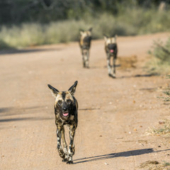 African wild dog running on gravel road in Kruger National park, South Africa ; Specie Lycaon pictus family of Canidae