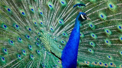 Naklejka premium Pfau, Hahn, Rad