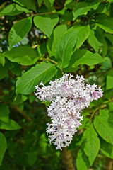 Inflorescence of a lilac Hungarian (Syringa josikaea J. Jacq. ex Rchb.)